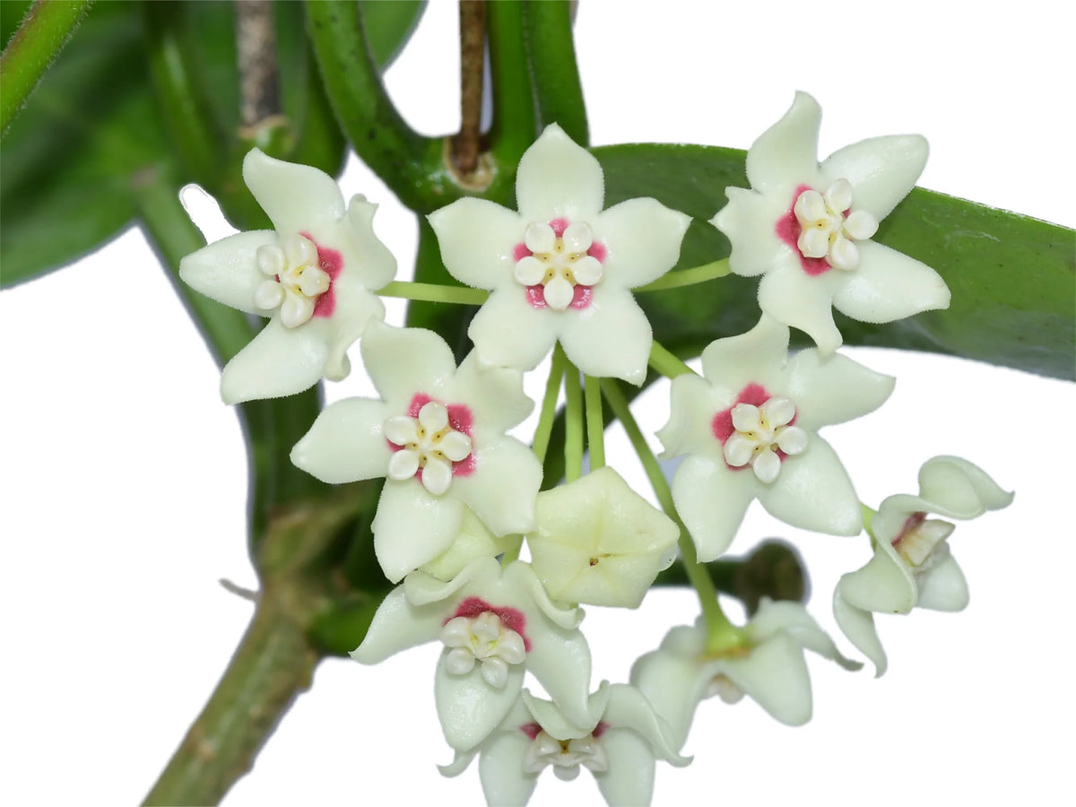 hoya australis plant Hoya australis - Fragrant Wax Plant