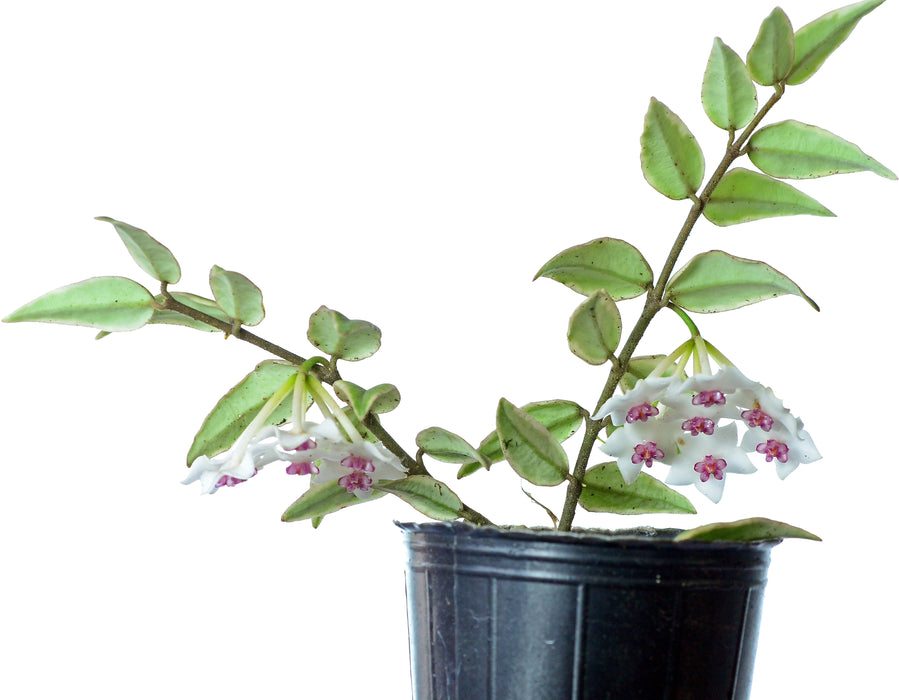 Hoya bella