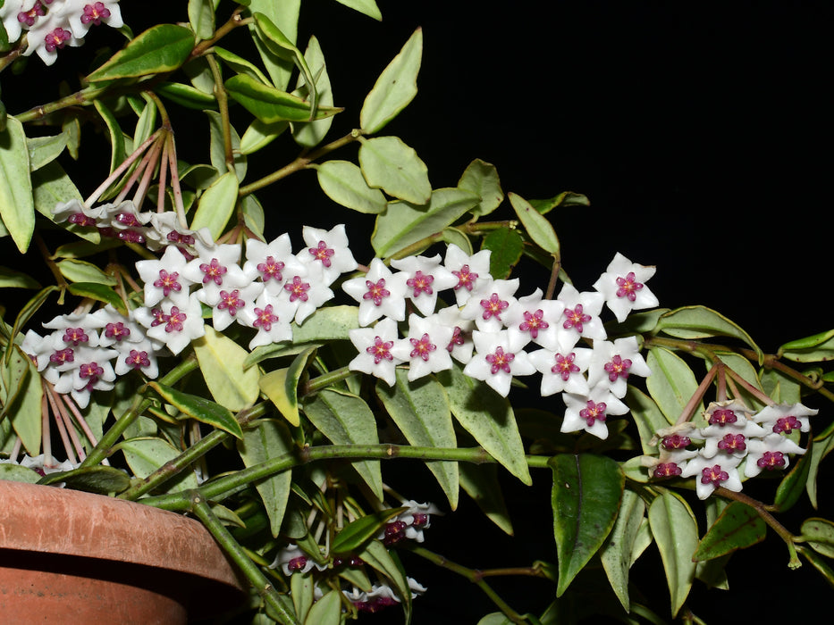 Hoya bella