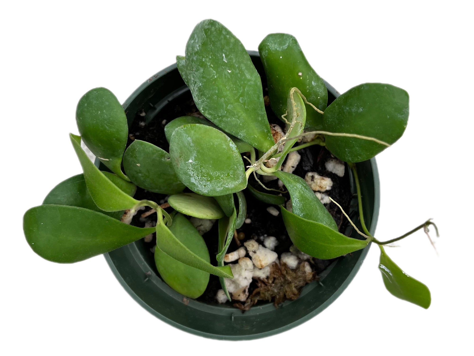 Hoya bilobata - Lobed Wax Plant Vine — Ecuagenera USA Corp