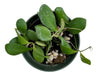 Hoya bilobata