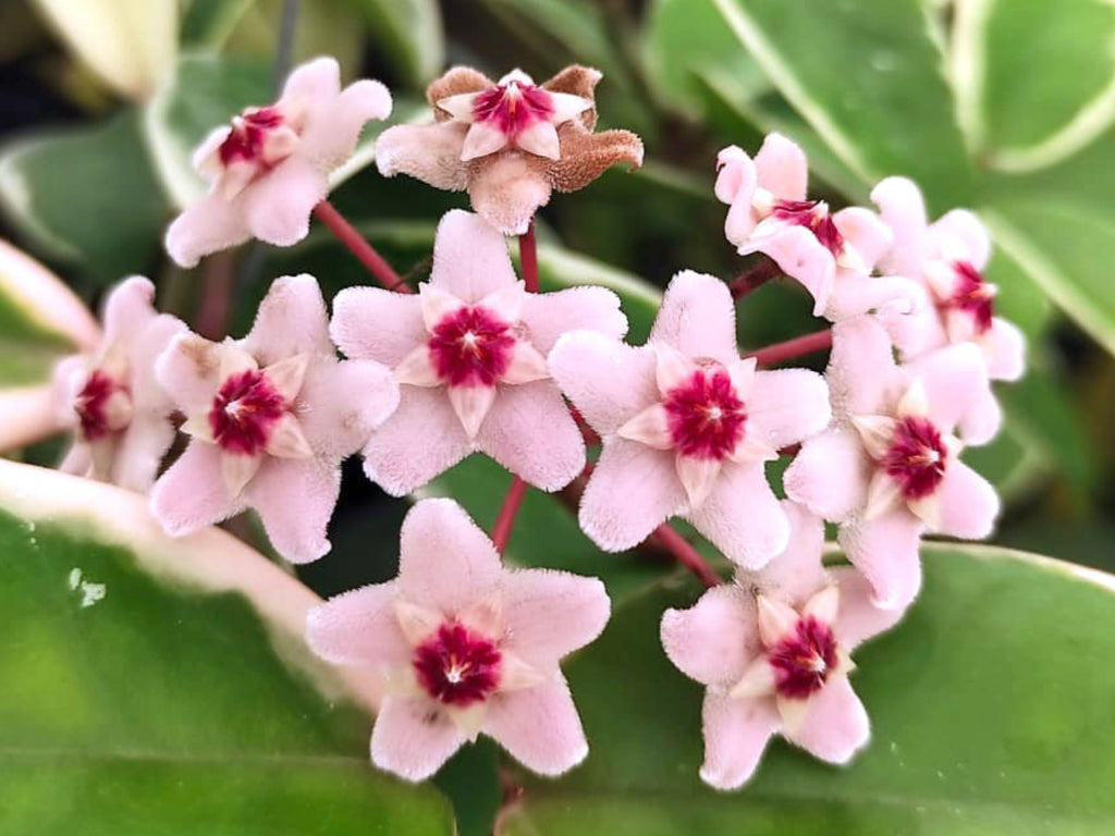 ホヤ hoya caronsa Krimson Queen Hoya carnosa 'Krimson Queen' - Variegated Wax Plant | Ecuagenera