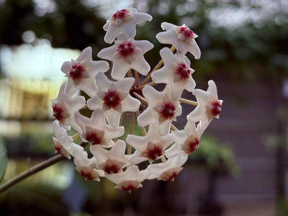 Hoya carnosa pink chart