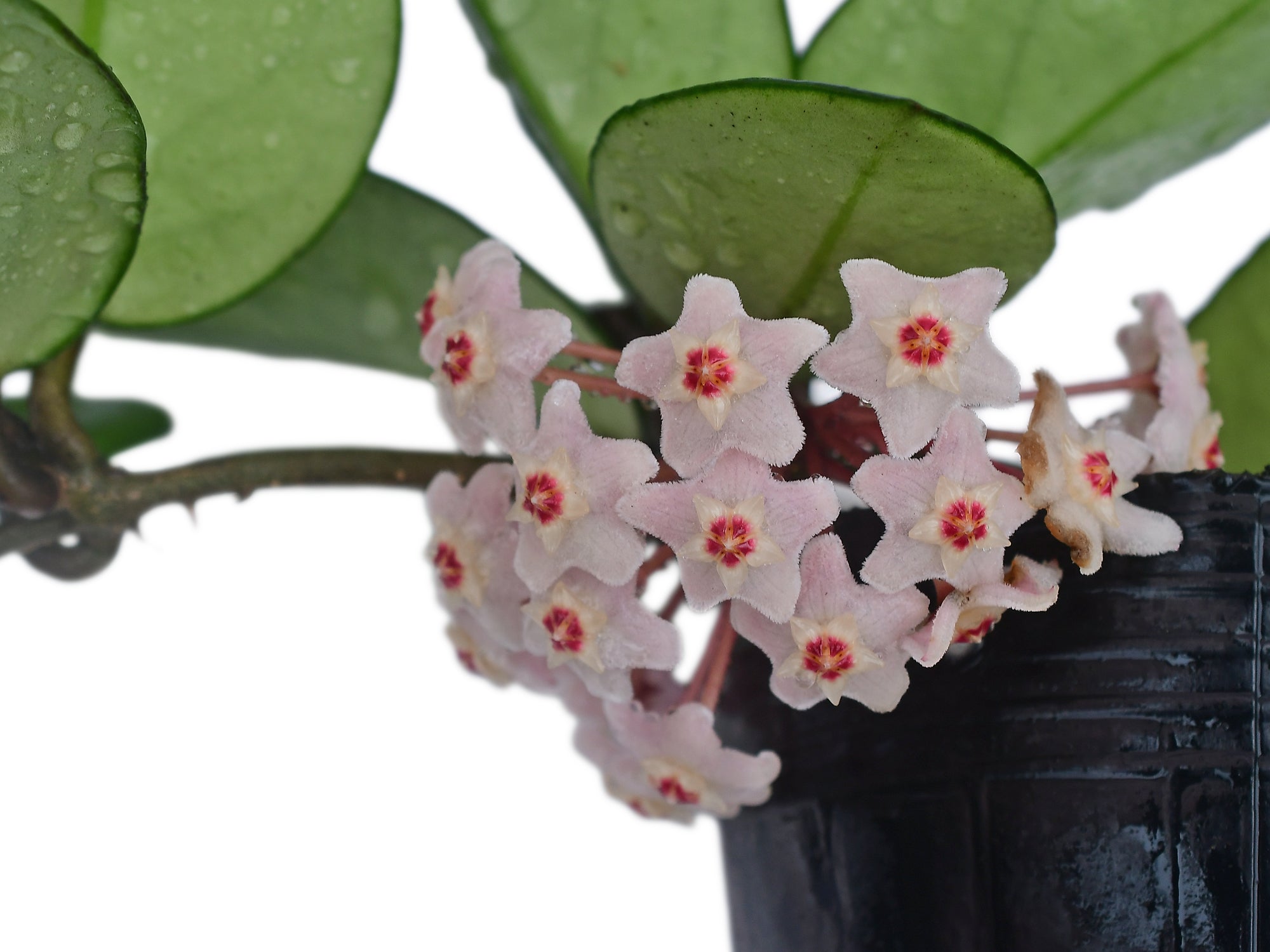 Hoya carnosa pink chart - Pink-Flowered Wax Plant | Ecuagenera USA