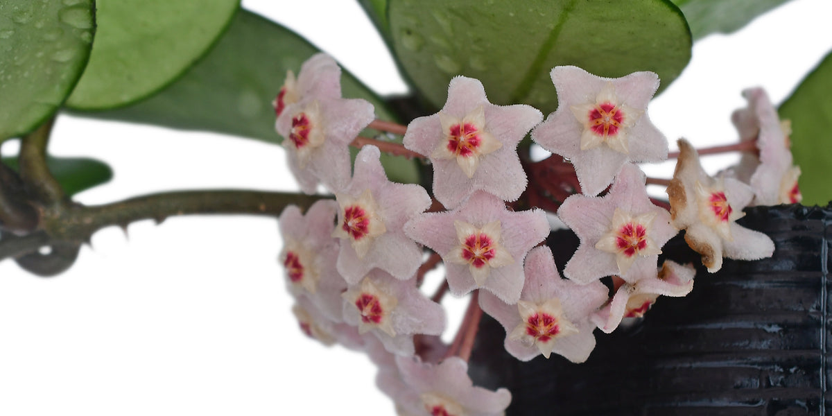 Hoya_carnosa_pink_chart_673a50