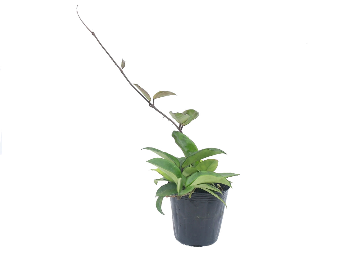 green jade wax plant Hoya carnosa tricolor