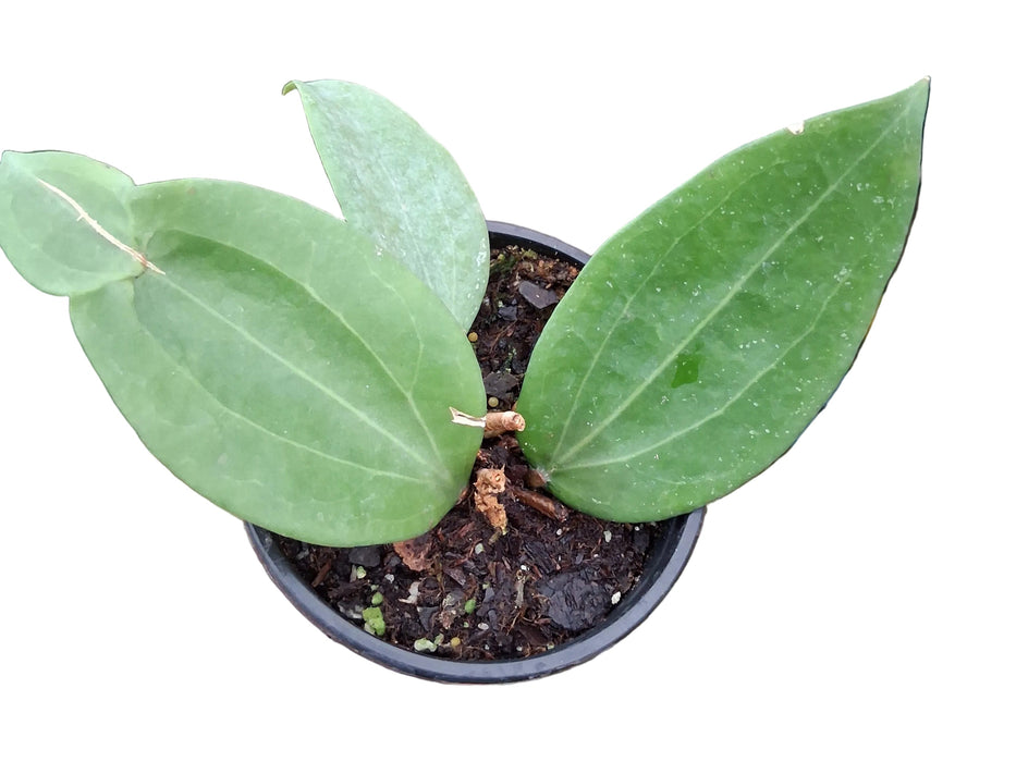 Hoya cinnamomifolia var cinnamomifolia