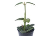 Hoya coronaria red corona