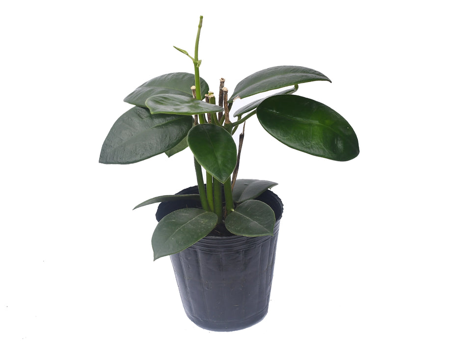 Hoya coronaria pink flower