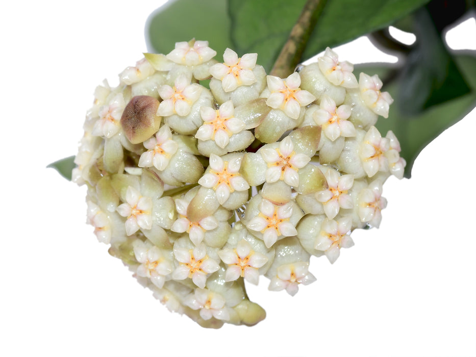 Hoya crassipetiolata