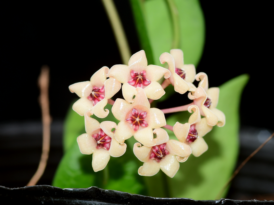 Hoya cutis porcelana