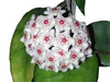 Hoya dasyantha