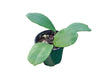 Hoya excavata