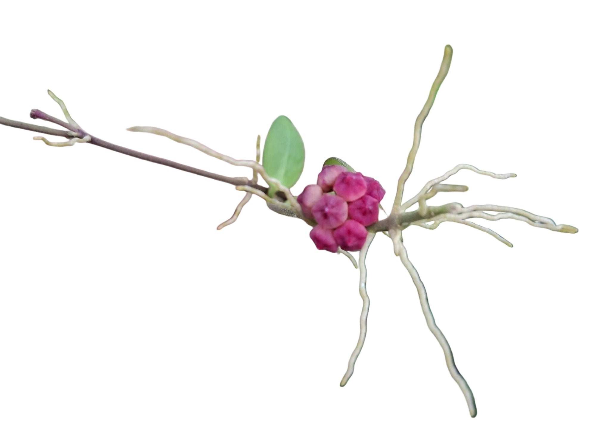 Hoya heuschkeliana pink