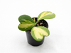 Hoya kerrii new moon