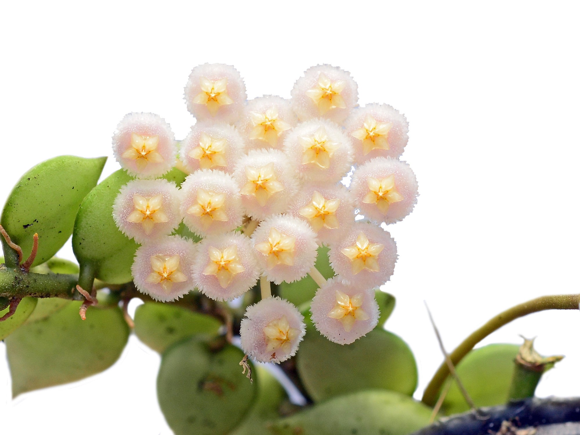 Hoya lacunosa - Fragrant Wax Plant with Heart-Shaped Leaves