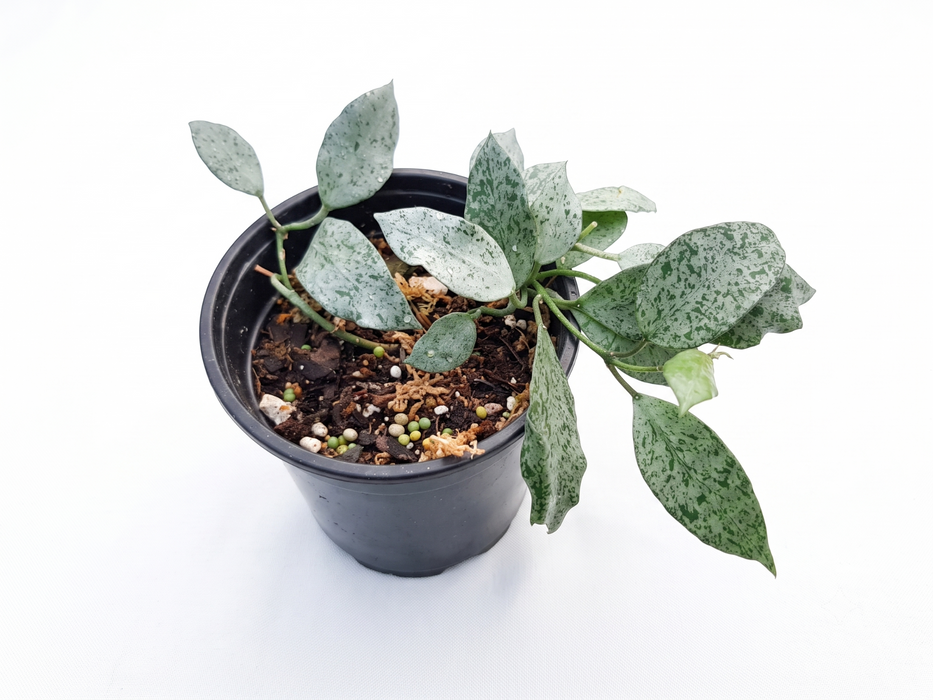 Hoya lacunosa Moonshine