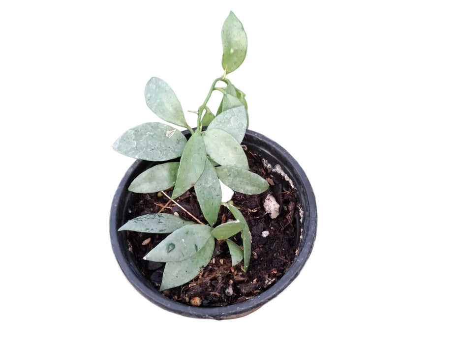Hoya lacunosa Silver