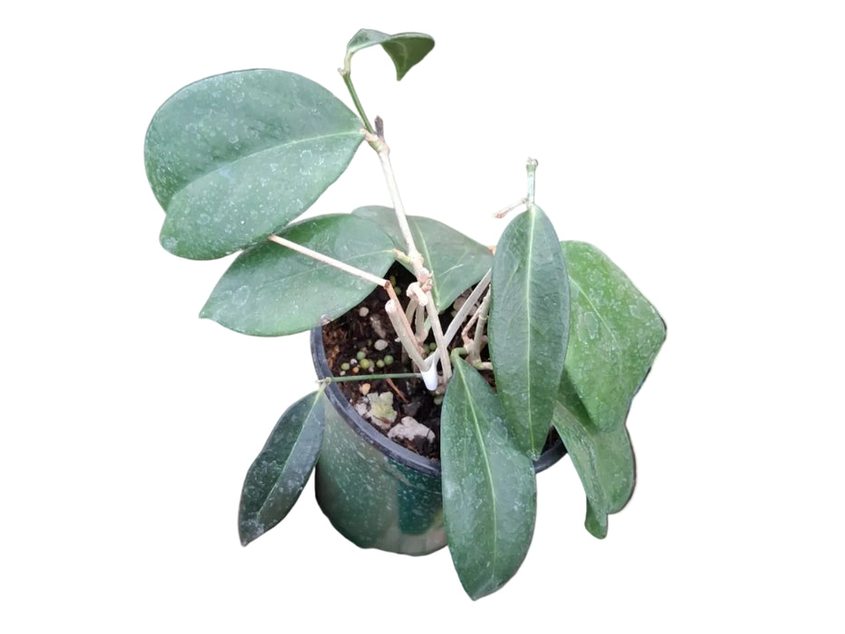 Hoya lamingtoniae