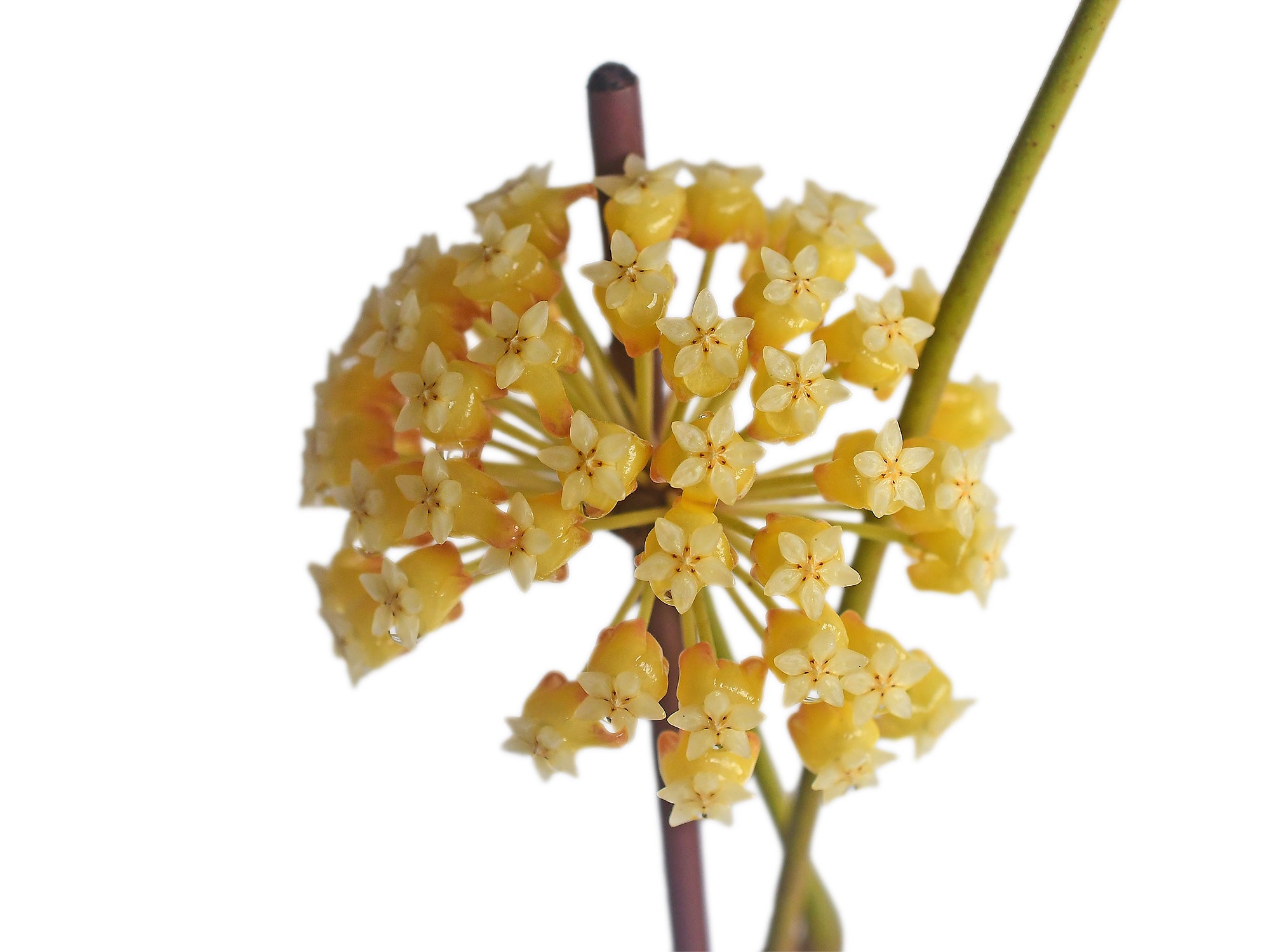 Hoya macgregorii - Lance-shaped Leaf Vine — Ecuagenera USA Corp
