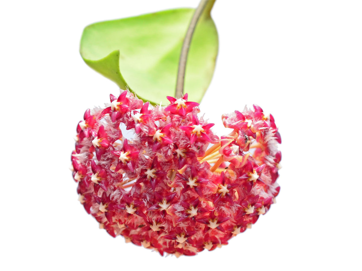 Hoya mindorensis - Philippine Native | Star-Shaped Flowers
