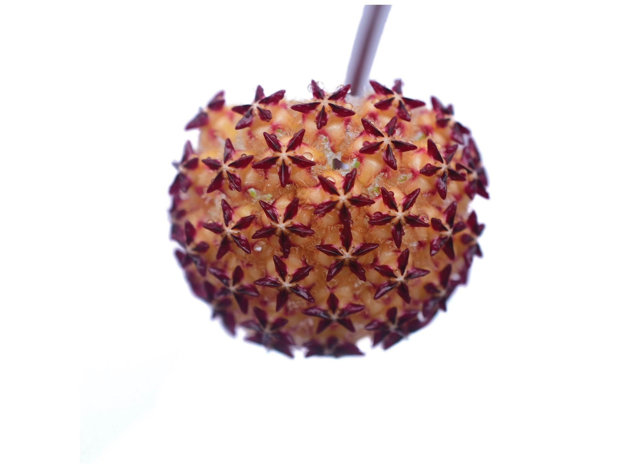 Hoya mindorensis PG12 - Fragrant Climbing Succulent — Ecuagenera