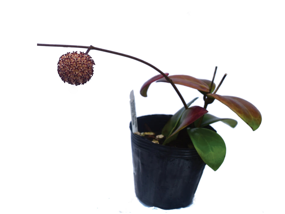 Hoya mindorensis PG12