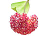 Hoya mindorensis