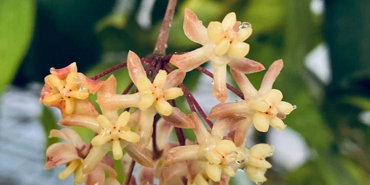 manbororoさん専用＊ホヤ ＊Hoya ＊ Padang manbororoさん専用＊ホヤ ＊Hoya ＊ Padang Hoya padangensis