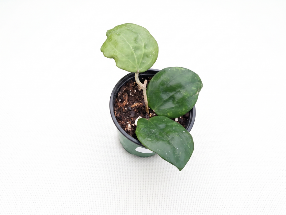 Hoya pentaphlebia