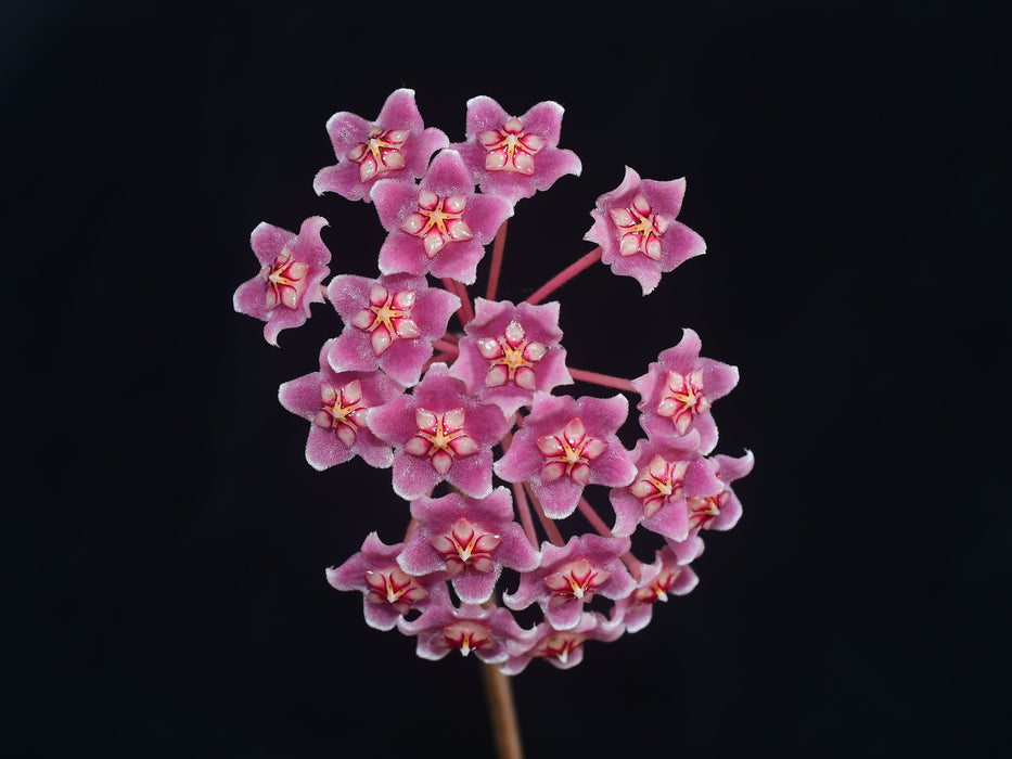Hoya pubicalyx