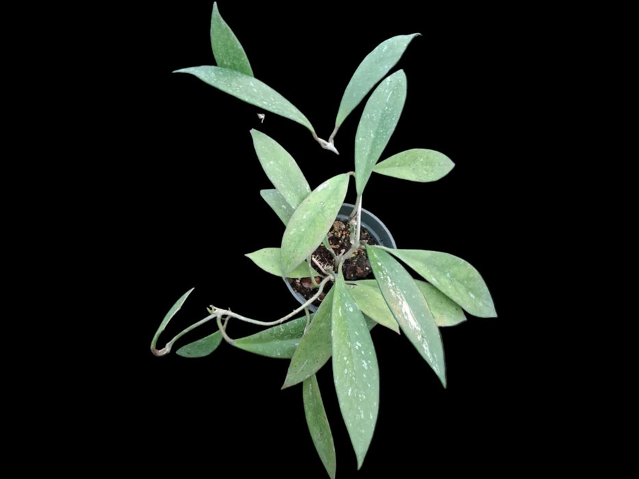 Hoya pubicalyx