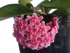 Hoya pubicalyx X H. fungii pink