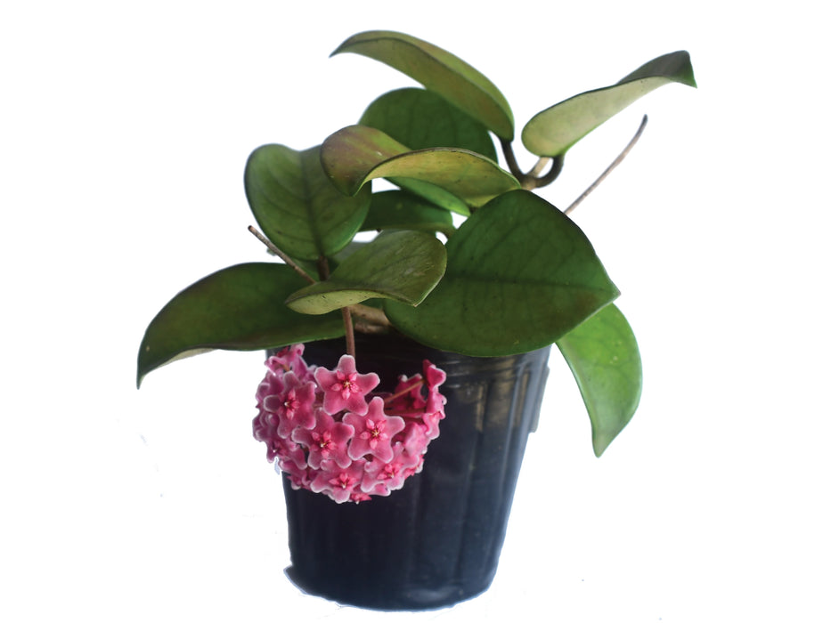 Hoya pubicalyx X H. fungii pink