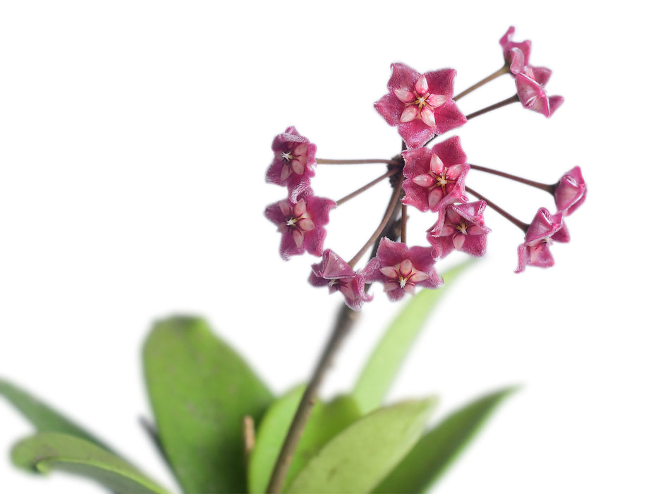 Hoya pubicalyx splash leaves