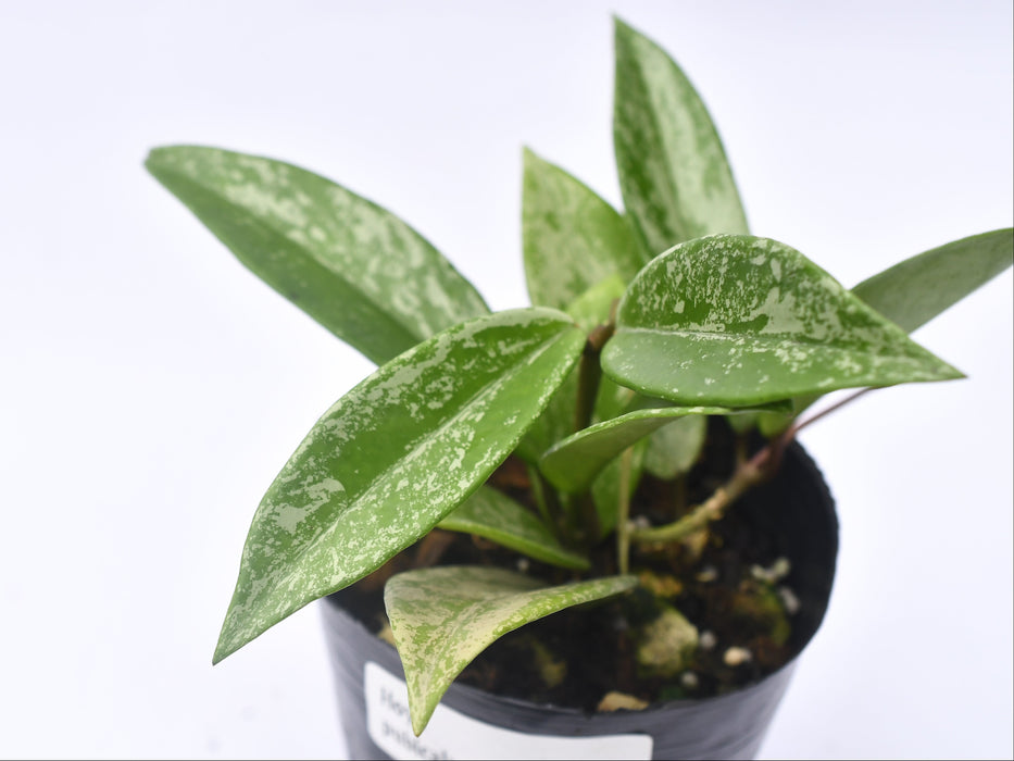 Hoya pubicalyx splash leaves