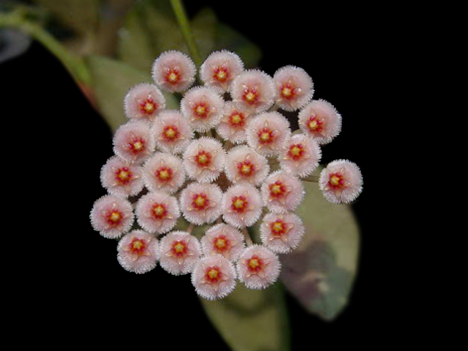 Hoya sipitangensis