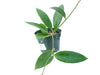Hoya Miari Jaya 58