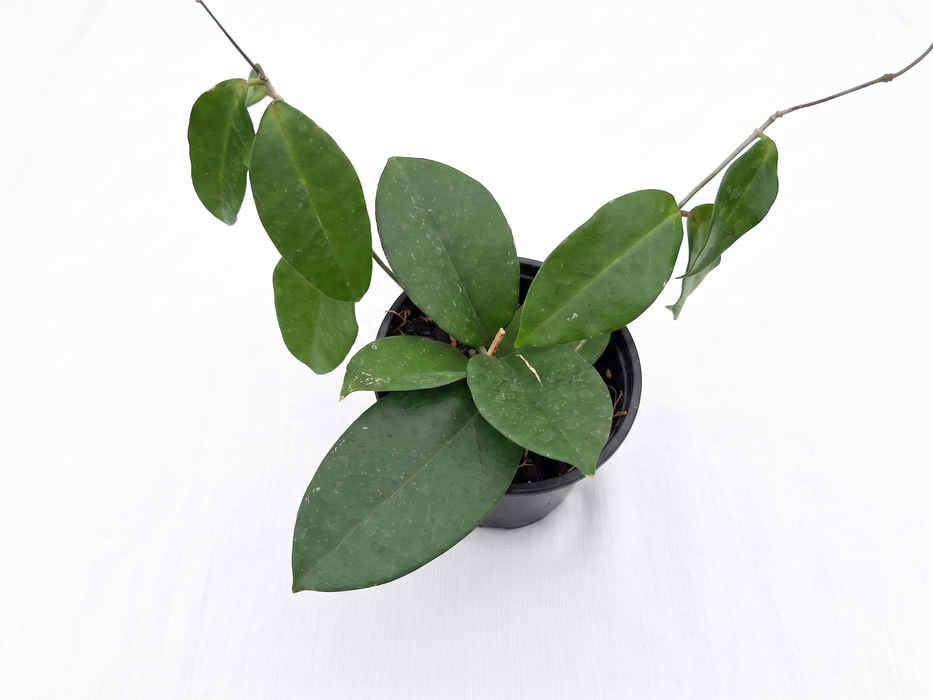 Hoya sp Skow