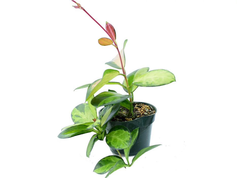 Hoya australis 'Lisa'