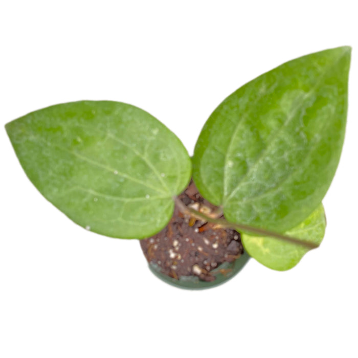 Hoya  glabra Borneo