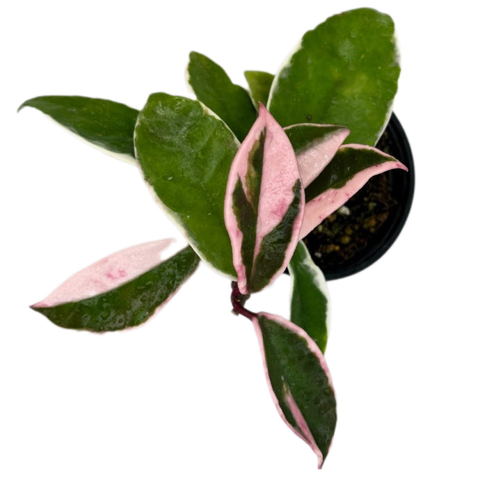 Hoya carnosa Albomarginata