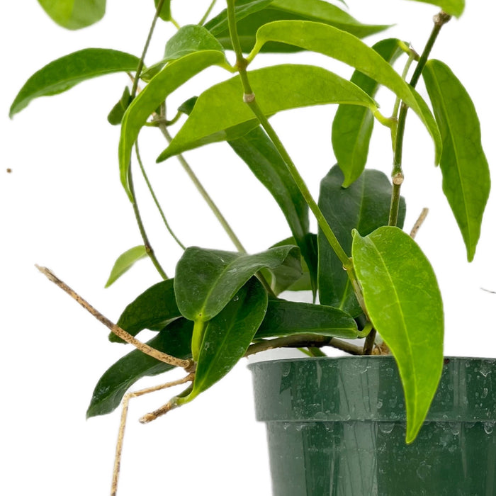 Hoya chlorantha