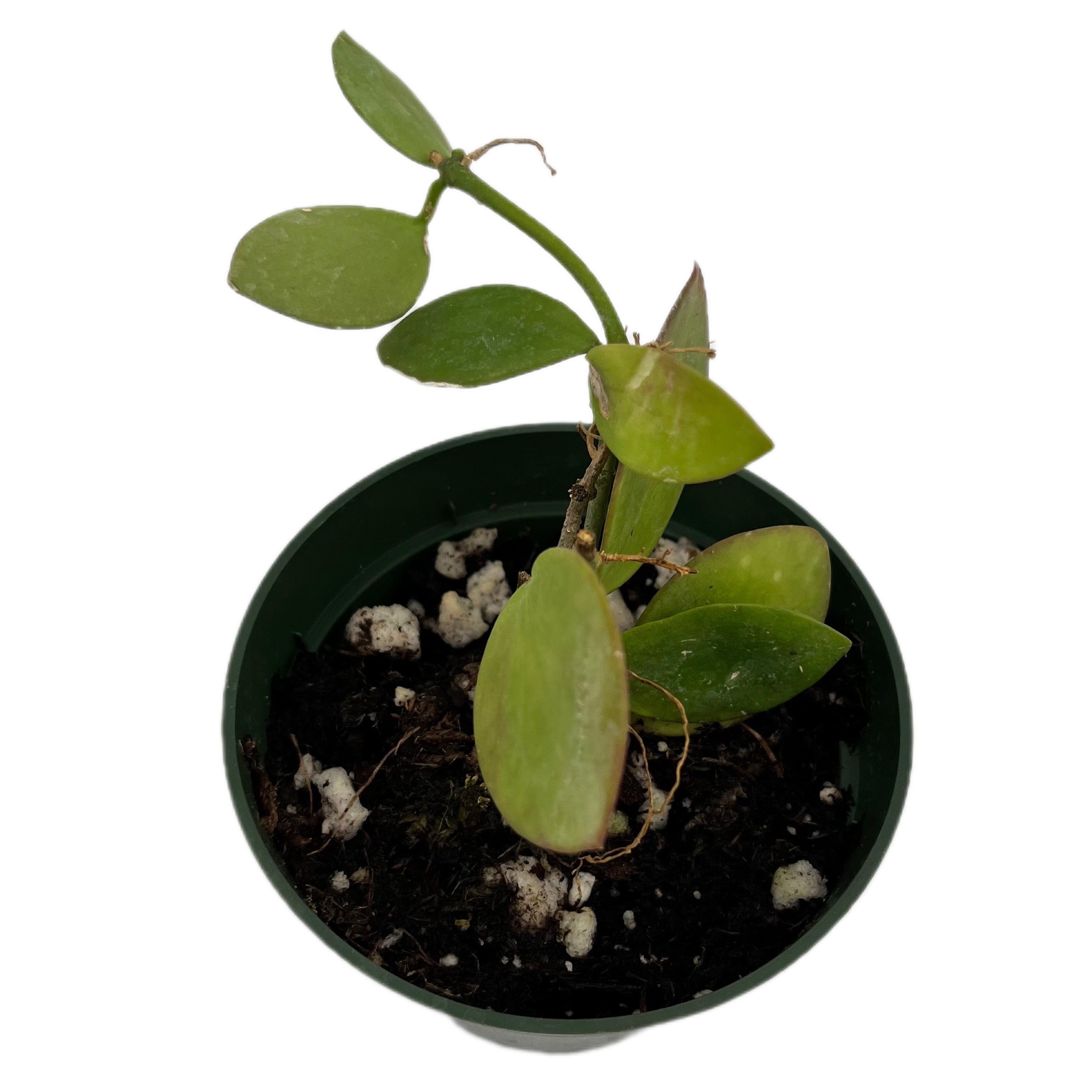 Hoya inflata — Ecuagenera USA Corp