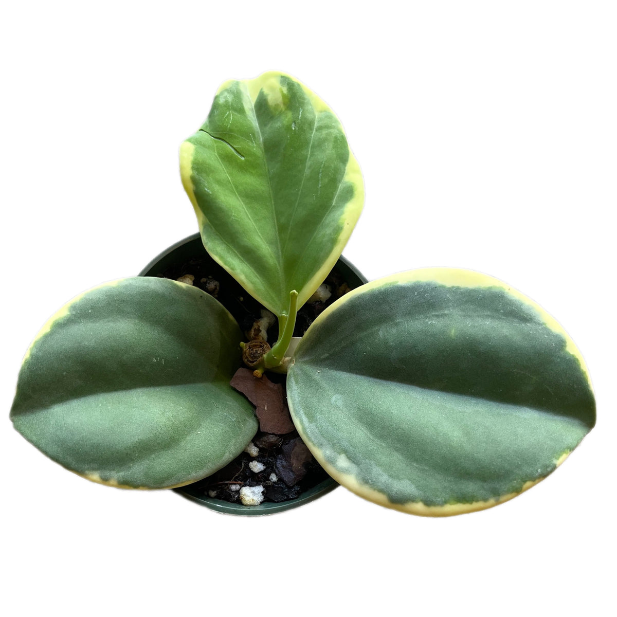 Hoya pachyclada albomarginata — Ecuagenera USA Corp