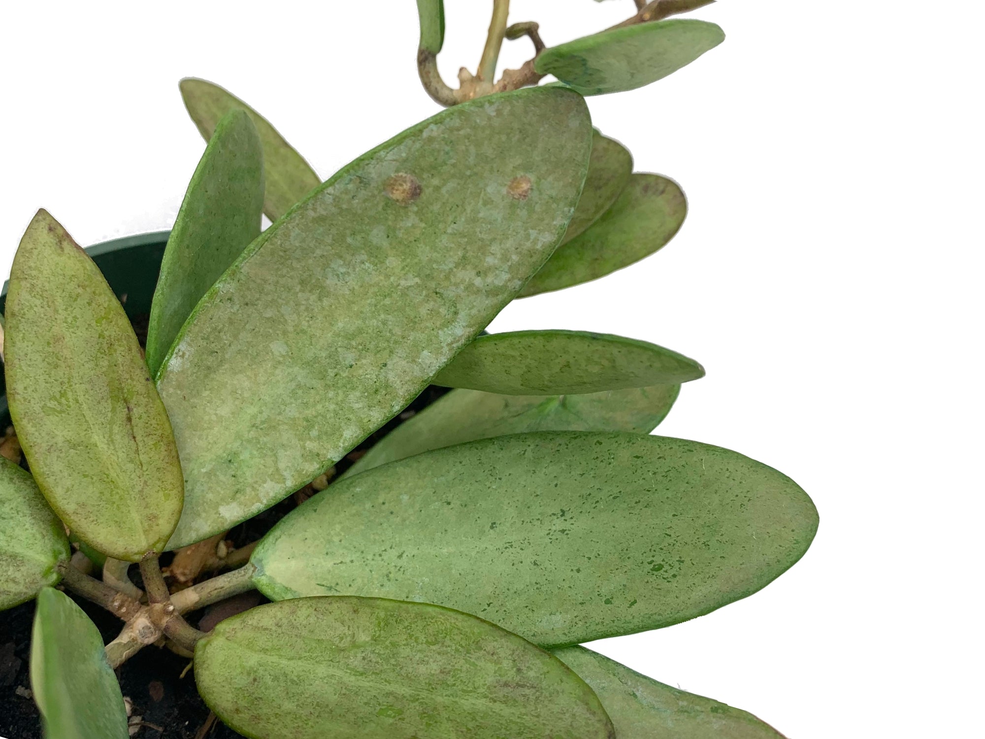 Hoya sp 'Silver Lady' — Ecuagenera USA Corp