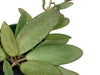 Hoya  sp 'Silver Lady'