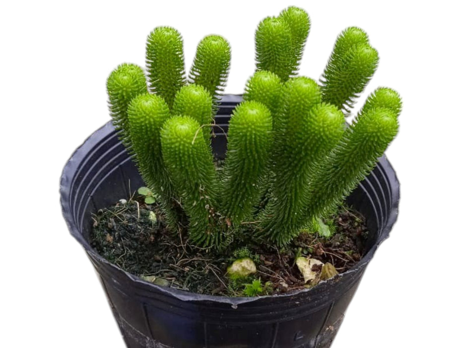 Huperzia urbanii