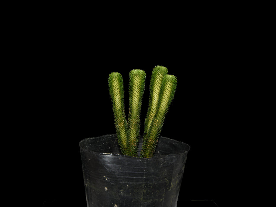 Huperzia urbanii