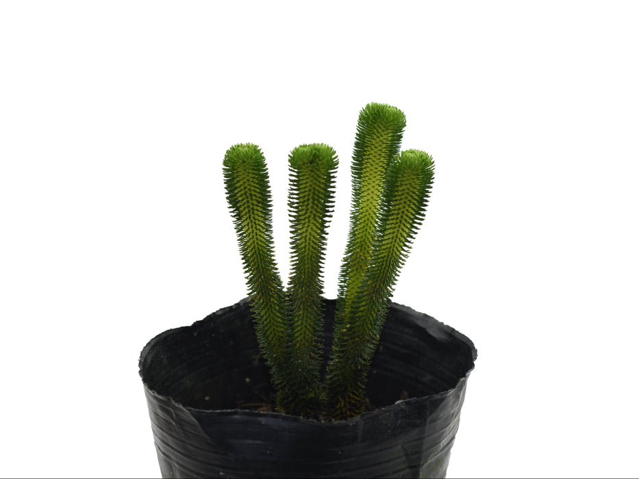 Huperzia urbanii